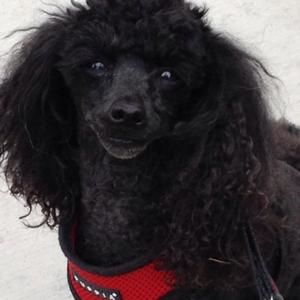 Meet your Posher, Eric